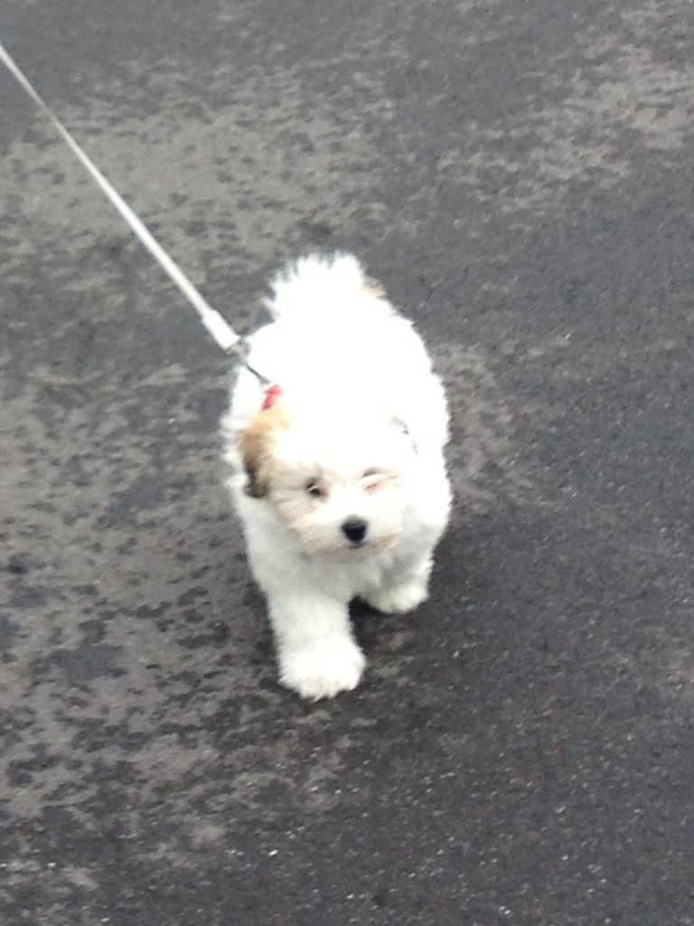 Big Ruff Day - Rufus stretching his legs