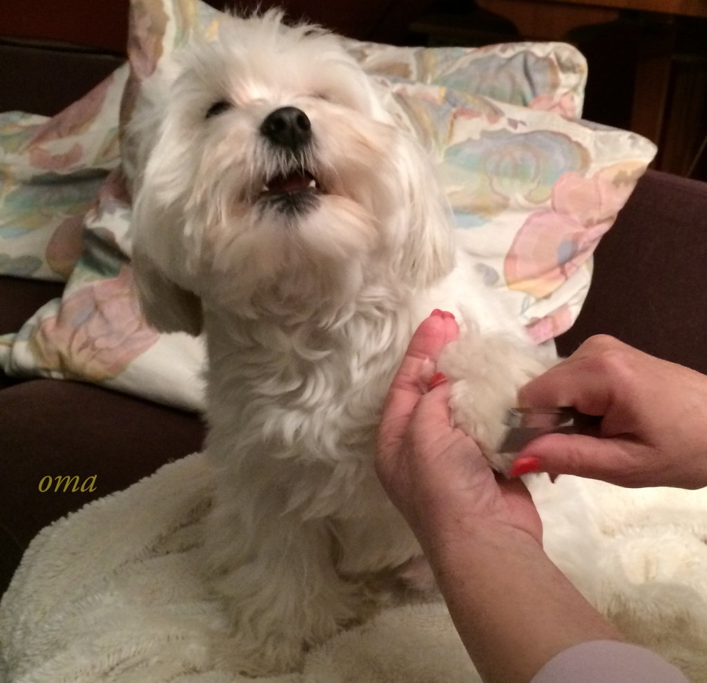 Rufus being Groomed