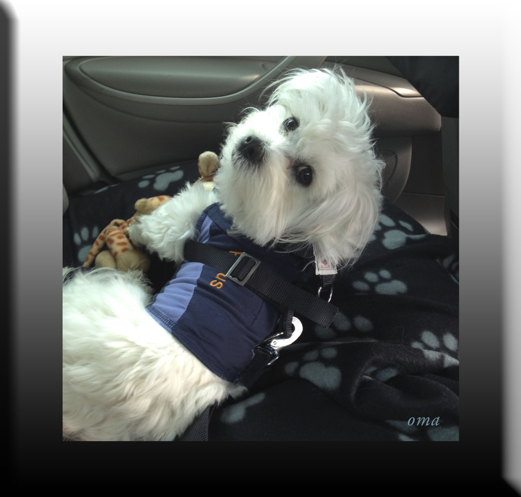 WP Rufus wears his seatbelt 08 JAN 2015